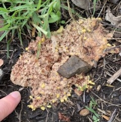 Fuligo septica (Scrambled egg slime) at Black Range, NSW - 5 Nov 2020 by Steph H