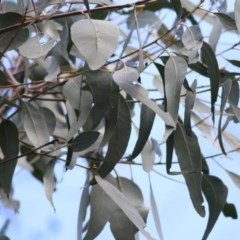 Eucalyptus bridgesiana (Apple Box) at West Wodonga, VIC - 5 Nov 2020 by Kyliegw