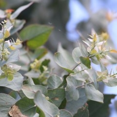 Eucalyptus bridgesiana at Felltimber Creek NCR - 5 Nov 2020 01:30 PM