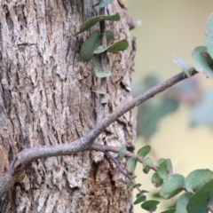 Eucalyptus bridgesiana at Felltimber Creek NCR - 5 Nov 2020