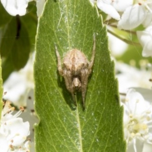 Araneinae (subfamily) at Hawker, ACT - 4 Nov 2020