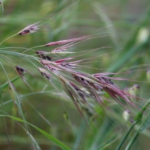 Bromus madritensis at West Wodonga, VIC - 5 Nov 2020 02:00 PM