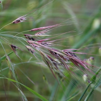 Bromus madritensis (Madrid Brome) at Wodonga - 5 Nov 2020 by Kyliegw