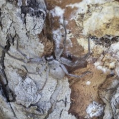 Isopeda sp. (genus) (Huntsman Spider) at Cook, ACT - 28 Sep 2020 by AlisonMilton