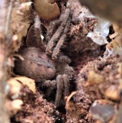 Sparassidae (family) (A Huntsman Spider) at Cook, ACT - 30 Oct 2020 by CathB