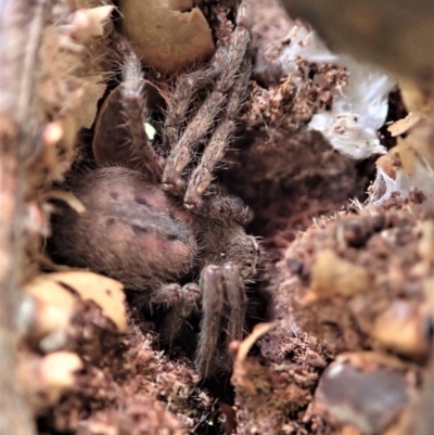 Sparassidae (family) (A Huntsman Spider) at Mount Painter - 30 Oct 2020 by CathB