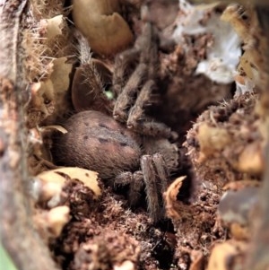 Sparassidae (family) at Cook, ACT - 30 Oct 2020