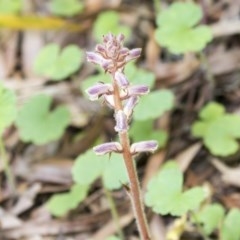 Orobanche minor (Broomrape) at Hawker, ACT - 3 Nov 2020 by AlisonMilton