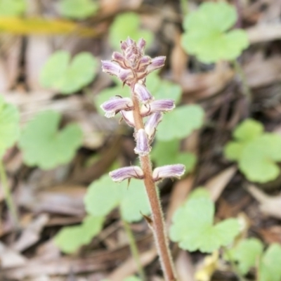 Orobanche minor (Broomrape) at Hawker, ACT - 3 Nov 2020 by AlisonMilton