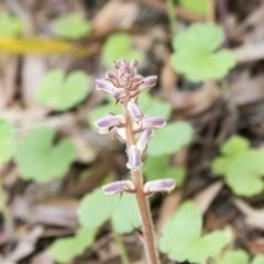 Orobanche minor at Hawker, ACT - 4 Nov 2020 10:18 AM