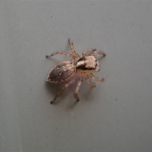 Maratus pavonis at Cook, ACT - suppressed