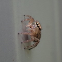 Maratus pavonis at Cook, ACT - suppressed