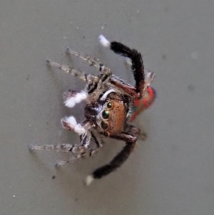 Maratus pavonis at Cook, ACT - suppressed