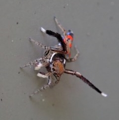 Maratus pavonis at Cook, ACT - suppressed