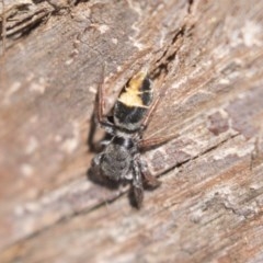 Apricia jovialis (Jovial jumping spider) at Scullin, ACT - 4 Nov 2020 by AlisonMilton