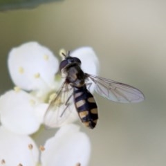 Melangyna viridiceps (Hover fly) at Hawker, ACT - 4 Nov 2020 by AlisonMilton
