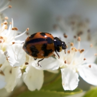 Coccinella transversalis (Transverse Ladybird) at Hawker, ACT - 4 Nov 2020 by AlisonMilton