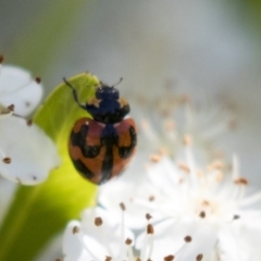 Coccinella transversalis at Hawker, ACT - 4 Nov 2020