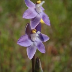 Thelymitra pauciflora (Slender Sun Orchid) at Cook, ACT - 4 Nov 2020 by CathB