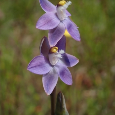 Thelymitra pauciflora (Slender Sun Orchid) at Mount Painter - 4 Nov 2020 by CathB