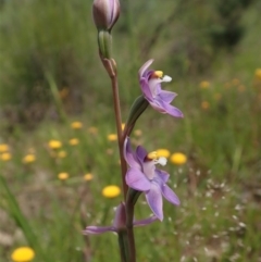 Thelymitra pauciflora at Cook, ACT - 4 Nov 2020