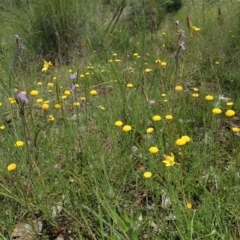 Thelymitra pauciflora at Cook, ACT - 4 Nov 2020