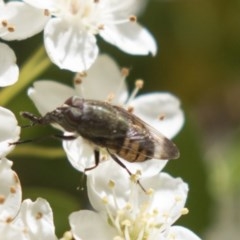 Stomorhina discolor at Hawker, ACT - 4 Nov 2020