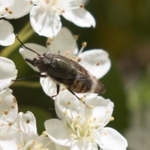 Stomorhina discolor at Hawker, ACT - 4 Nov 2020