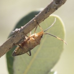 Poecilometis strigatus at Hawker, ACT - 4 Nov 2020 12:44 PM