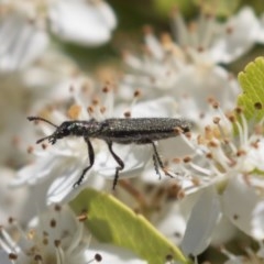 Eleale aspera (Clerid beetle) at Hawker, ACT - 4 Nov 2020 by AlisonMilton