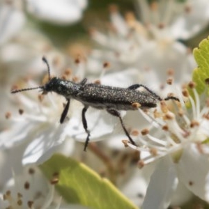 Eleale aspera at Hawker, ACT - 4 Nov 2020 12:52 PM