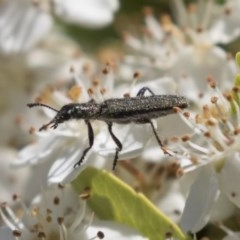 Eleale aspera at Hawker, ACT - 4 Nov 2020 12:52 PM