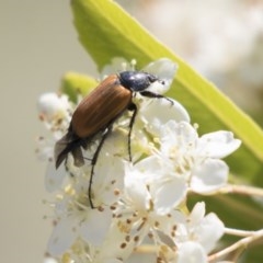 Phyllotocus rufipennis (Nectar scarab) at Hawker, ACT - 4 Nov 2020 by AlisonMilton