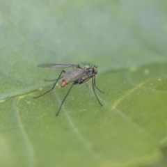 Dolichopodidae (family) (Unidentified Long-legged fly) at Hawker, ACT - 4 Nov 2020 by AlisonMilton