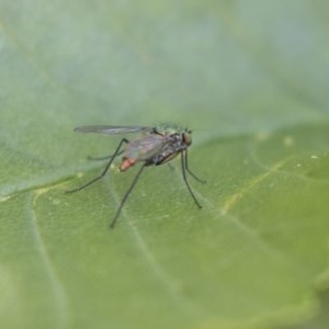 Dolichopodidae (family) at Hawker, ACT - 4 Nov 2020 12:40 PM