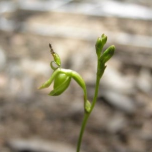 Caleana minor at Yass River, NSW - suppressed