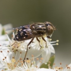 Eristalinus punctulatus (Golden Native Drone Fly) at Hawker, ACT - 4 Nov 2020 by AlisonMilton