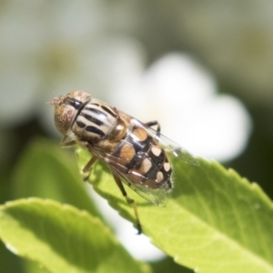 Eristalinus punctulatus at Hawker, ACT - 4 Nov 2020