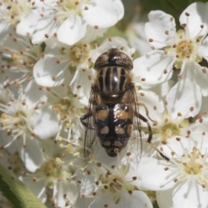 Eristalinus punctulatus at Hawker, ACT - 4 Nov 2020