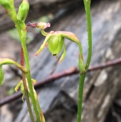 Caleana minor (Small Duck Orchid) at Downer, ACT - 5 Nov 2020 by Wen