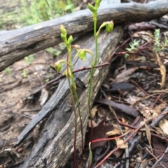 Caleana minor at Downer, ACT - suppressed