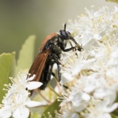 Pelecorhynchus fulvus (Orange cap-nosed fly) at Hawker, ACT - 4 Nov 2020 by AlisonMilton