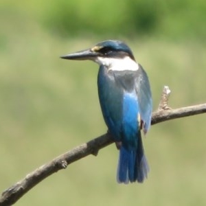 Todiramphus sanctus at Fyshwick, ACT - 4 Nov 2020 12:20 PM