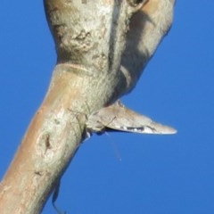 Ogyris genoveva (Southern Purple Azure) at Majura, ACT - 2 Nov 2020 by Christine