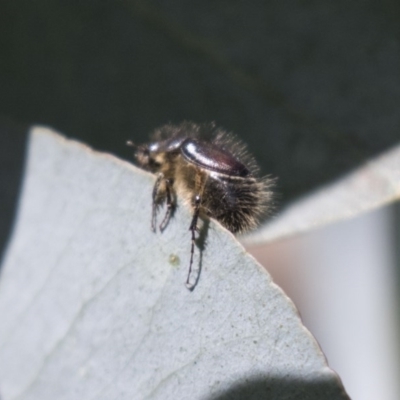 Liparetrus sp. (genus) (Chafer beetle) at Scullin, ACT - 4 Nov 2020 by AlisonMilton