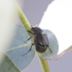 Liparetrus sp. (genus) at Scullin, ACT - 4 Nov 2020