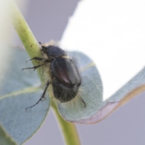 Liparetrus sp. (genus) at Scullin, ACT - 4 Nov 2020