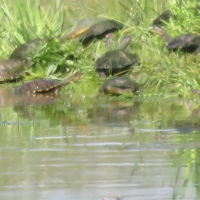 Chelodina longicollis (Eastern Long-necked Turtle) at Wallaroo, NSW - 2 Nov 2020 by Christine