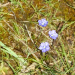 Linum marginale (Native Flax) at Mount Taylor - 1 Nov 2020 by MatthewFrawley