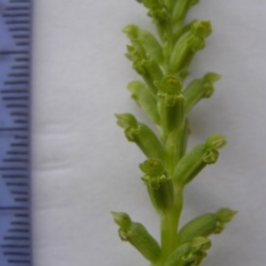 Microtis unifolia at Yass River, NSW - suppressed